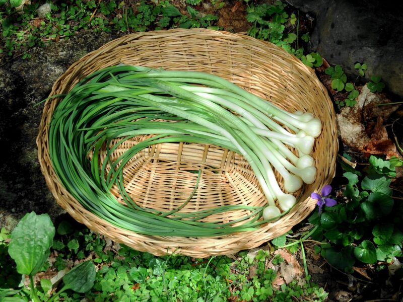 沖縄の夏の定番野菜、フーロー豆 十六ささげ 。暑さに強く、病気にも強いため 沖縄県では夏に広く栽培されています。 ⁡ インゲン豆のように煮物、和物、揚げ物、きんぴらなど色んな食べ方を楽しめ、筋がほとんどなくで、柔らかくシャキシャキとした食感、食べやすい