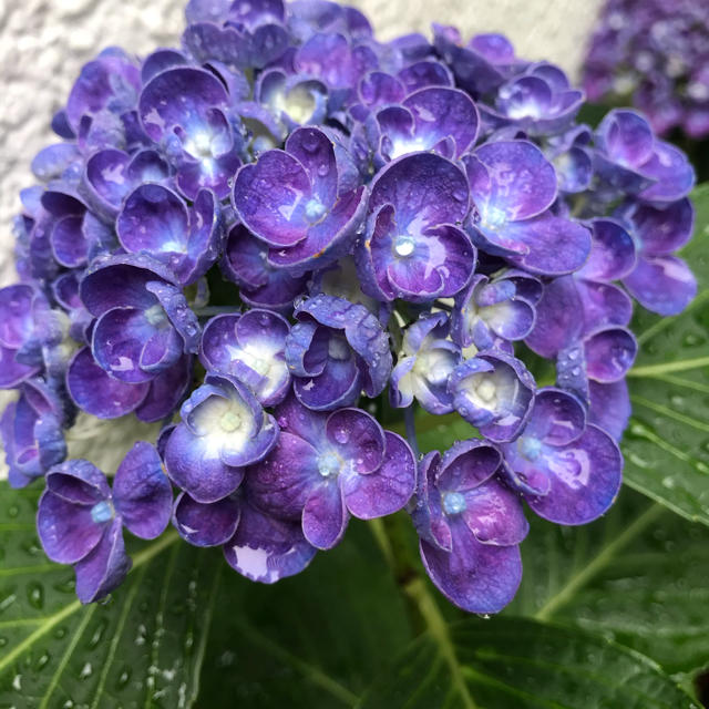 ポップコーン紫陽花とおたふく紫陽花の魅力