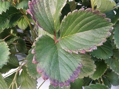 イチゴの病気、害虫被害などについて
