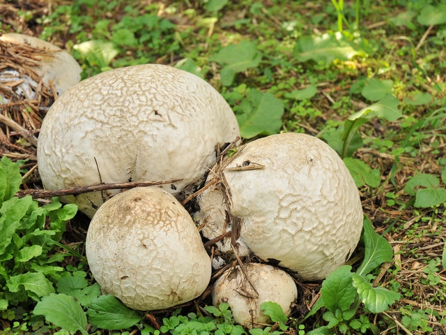 道端の白いキノコ オオシロカラカサタケ 宍粟市の山崎造園のブログmaru日和