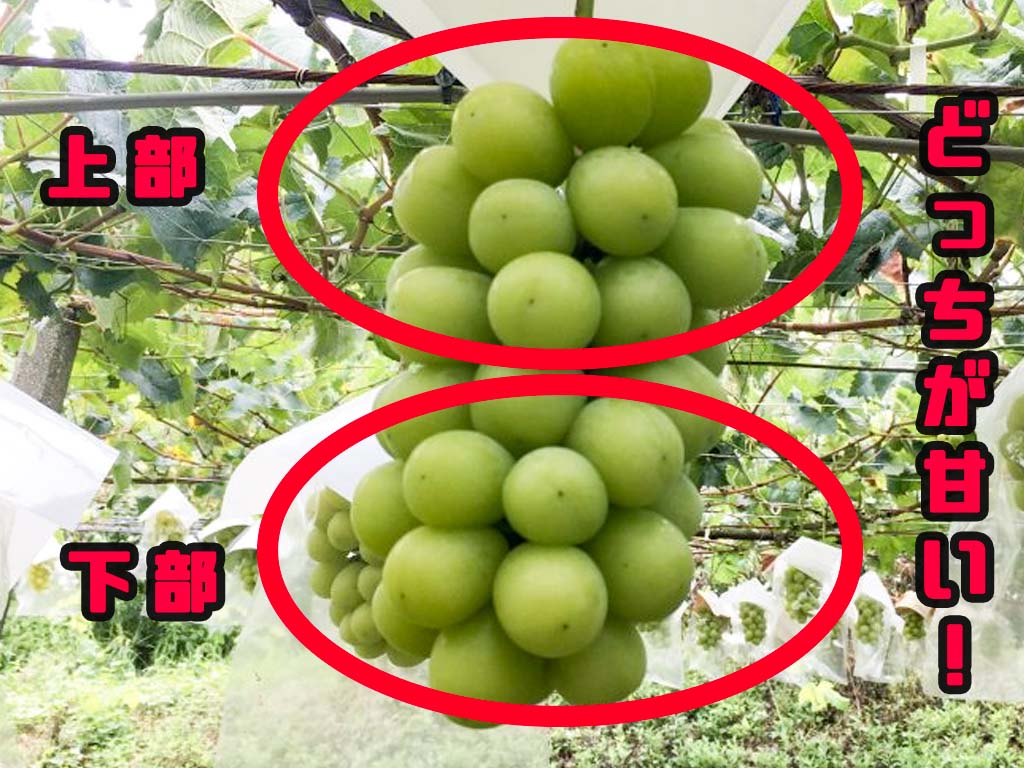 驚き シャインマスカットの一番美味しいところは？品種改良の話！知っておくとよりフルーツをもっと楽しめる