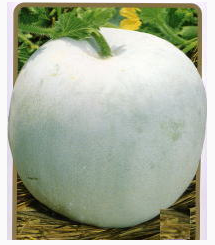 瓜茨城県那珂市の農産物直売所「ふれあいファーム芳野」