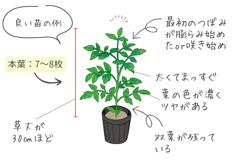 トマトの連続摘芯栽培