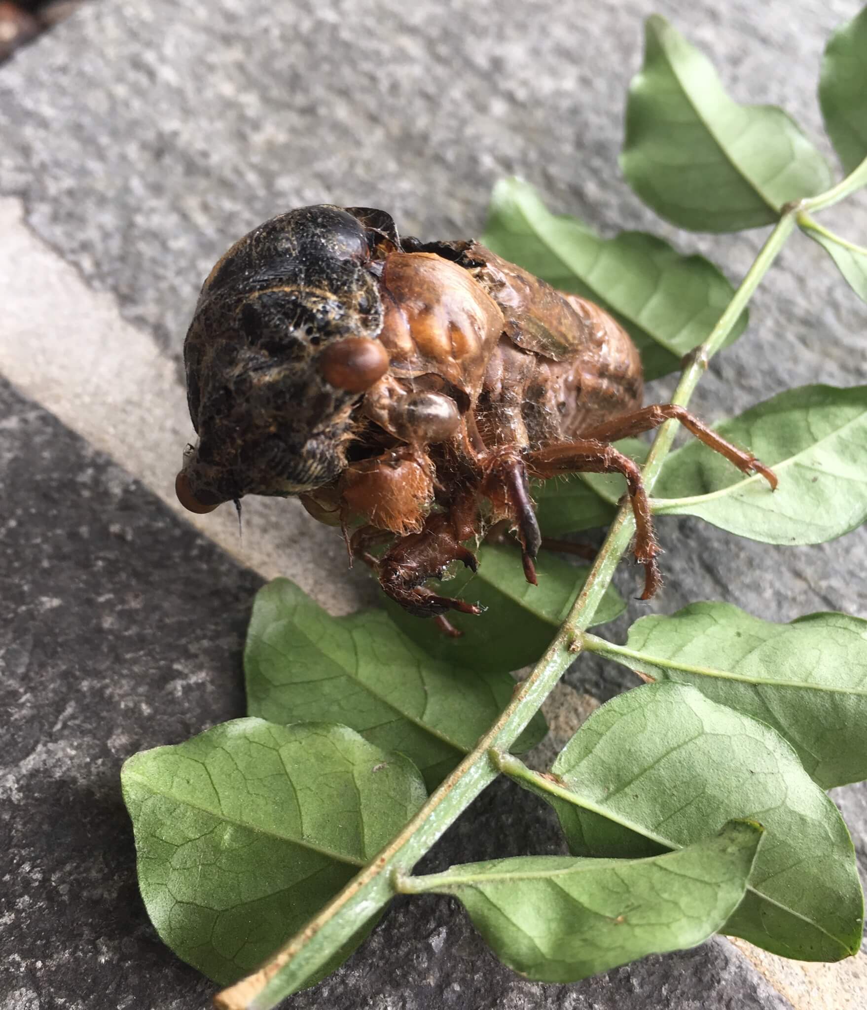 セミの種類と一生こどもの国