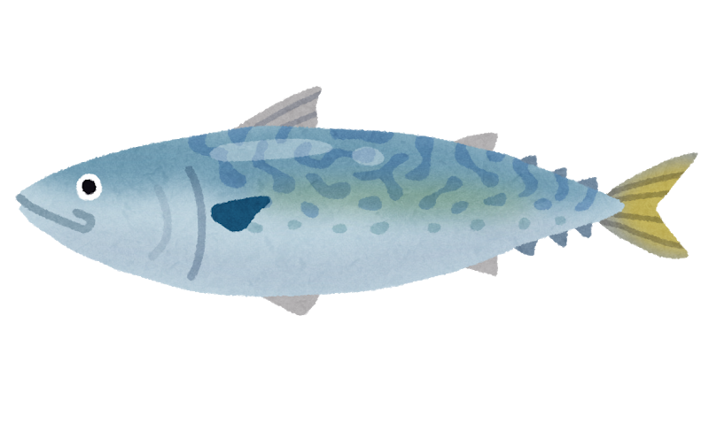 カツオ師匠と同じく、 カンパチ大先生も今季スタートしております！🐟 ブリ御三家の間八。 切り身が白いので白身魚と思われがちですが赤身魚で、ブリよりも脂のクセがなく食べやすい☝🏻 旨味がギュッと凝縮されている。 なのにあっさり、 少しずつ気温が暖かくなって