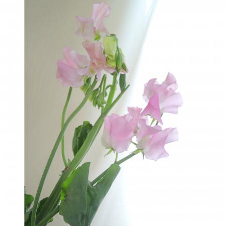 ピンクラムカクタ花農場