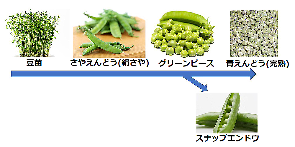 グリンピース、スナップえんどう 、そら豆、枝豆の中で、いちばんカロリーが高いのは？～ダイエットに役立つ栄養クイズ～ダイエット、フィットネス、ヘルスケアのことならFYTTE-フィッテ