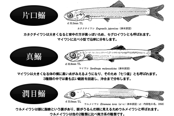 フグ毒 食中毒を考える しらす干しやチリメンのフグの稚魚は？？魚食普及推進センター 一般社団法人 大日本水産会