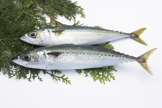 鰹 かつおの漢字の由来とは？高知産かつおの100%藁焼きタタキ通販久礼大正町市場 山本鮮魚店