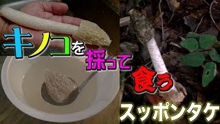 スッポンタケのポン酢漬け～♪美味しく、楽しく、生物多様性ブログ！～NPO法人森の都研究所