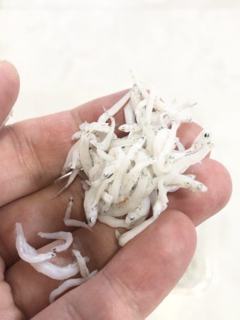 まるとも海産 しらす豆知識