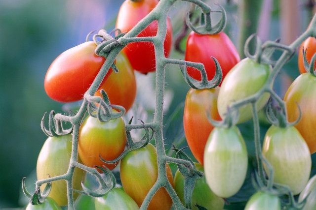 自宅で簡単プチトマト育て方ガイド