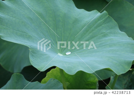 れんこん 葉蓮根の写真 画像 れんこん