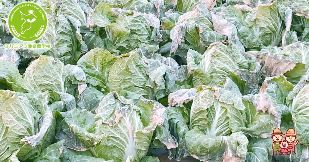 白菜を栽培する際、白菜を縛るとどのような効果があるの