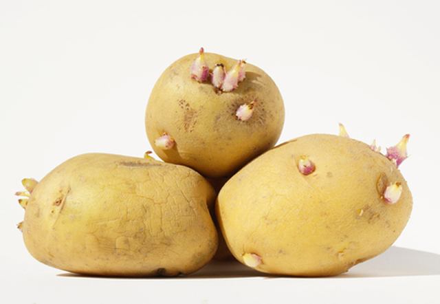 ジャガイモ 芽 食べられるジャガイモ栽培.com