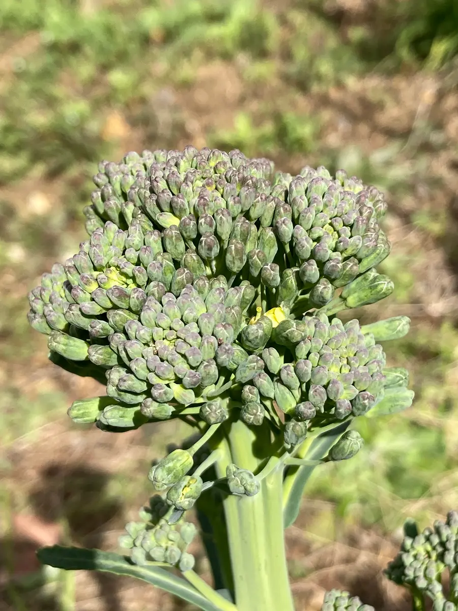 野菜の育て方コラム 一般的ブロッコリーとちょっと違う？茎ブロッコリーの収穫方法！＋続々登場いろんなブロッコリー！ 畑で家庭菜園『秋冬野菜編』 -みんなのブログ体験農園なら貸し農園 市民農園 のシェア畑