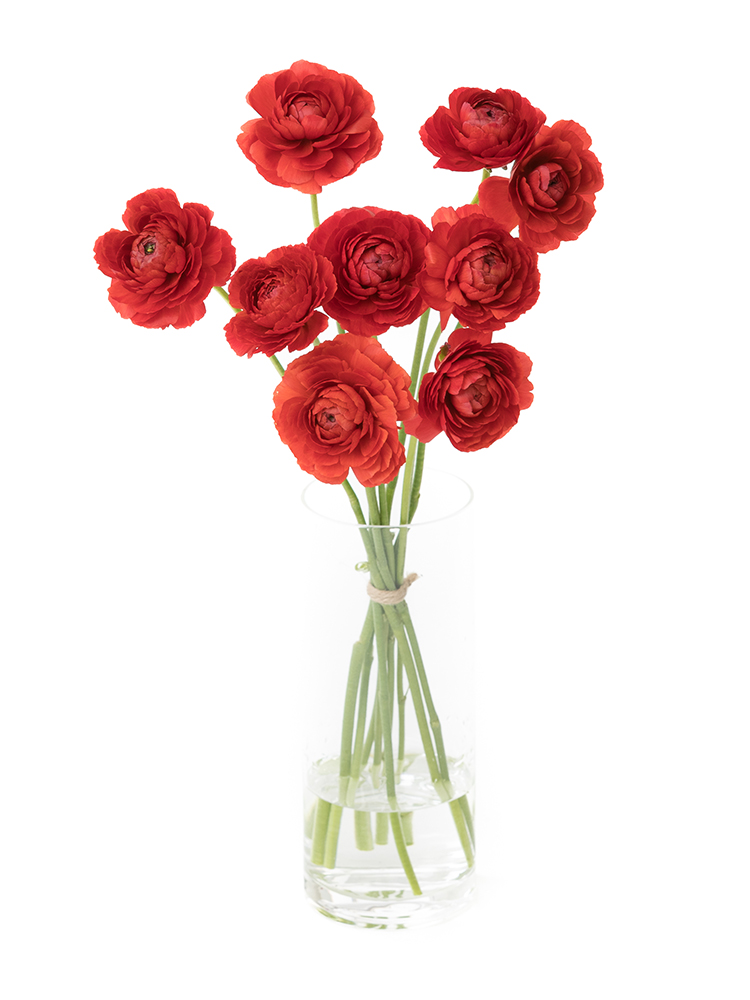 赤いラナンキュラス園芸日記byしあわせうさぎみんなの趣味の園芸1296100