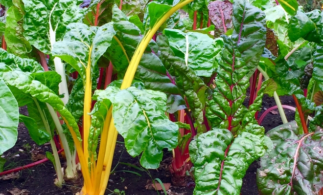 スイスチャード 5分で簡単！スイスチャードの塩昆布和え