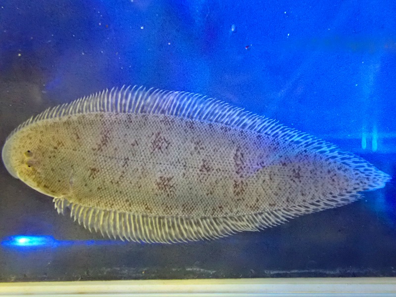 ウシノシタとは？ 意味や使い方 - コトバンク