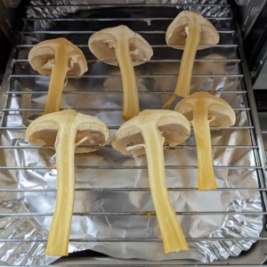 コガネタケ、ヒラタケ、ベーコンの野菜炒め