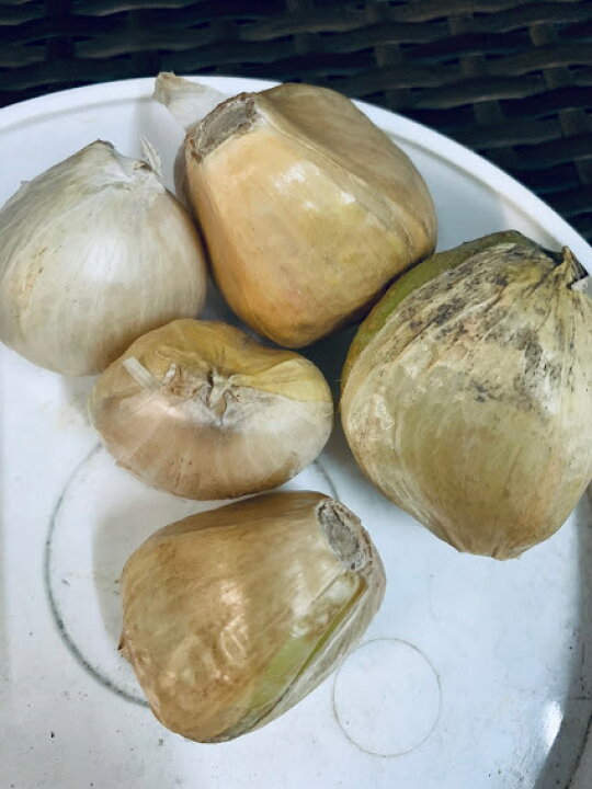 1片でこの大きさ「 早生 ジャンボニンニク 種山口県産 1kg 無消毒」国産 にんにく 種 ニンニク カテイ 種子 種 苗 家庭菜園 苗ジャンボにんにく