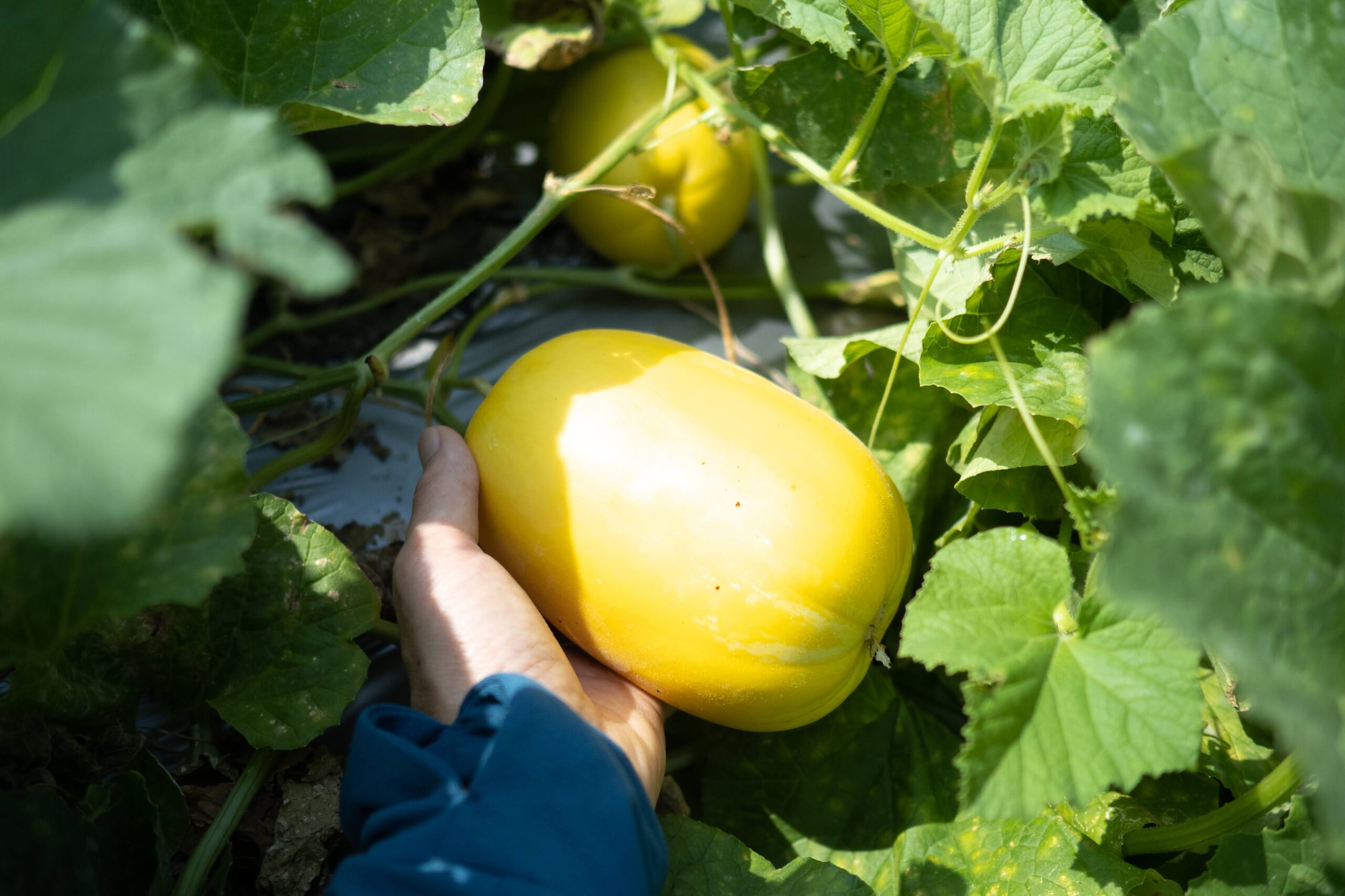 Harvesting golden melons - easy to grow and full of bumpy fruit - this isthe Japanese melon! - YouTube