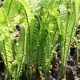 こごみの生える場所、採れる場所、収穫の時期は？ - 自然の恵み いただきます！ 家庭菜園・山菜採り・釣り