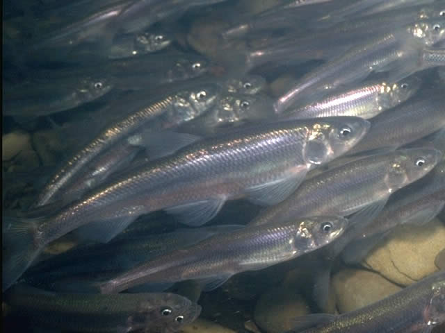 シシャモ 柳葉魚 魚の生態・海水編房総爆釣通信