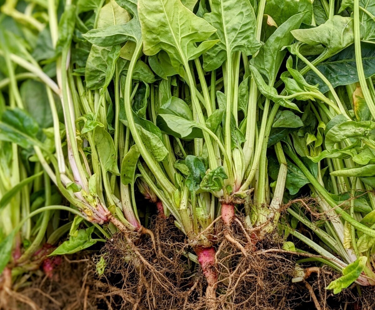 ちぢみほうれん草朝霧株式会社ウタネ