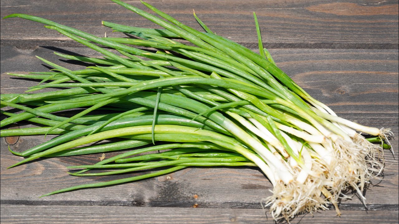 最強レシピ たった5分で完成！「葉たまねぎのおひたし」が驚くほど美味ロケットニュース24