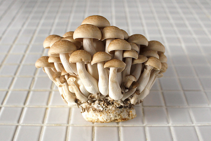 湿地茸 食べ物の写真素材 - PIXTA