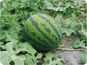 小玉スイカと大玉スイカの収穫時期の見分け方は？早すぎたら追熟できる