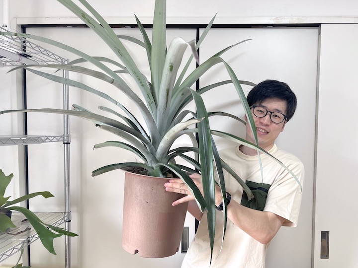 パイナップルの育て方・栽培方法冬越しのコツなど鉢植えのコツ伝授となりのカインズさん