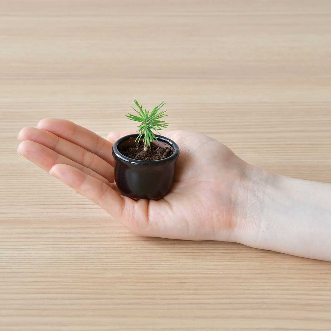 京都小鉢 ミニ盆栽 京金豆ミニ盆栽通販 小品盆栽の通販なら京都花室おむろ