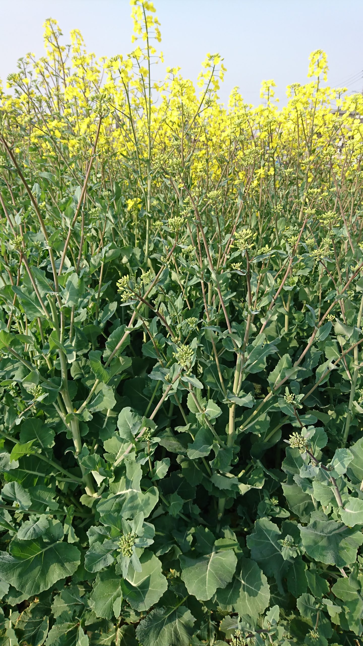のらぼう菜の育て方 練馬大根等と並び江戸東京野菜に名を連ねる野良坊栽培家庭菜園の仲達と家庭野菜宣言