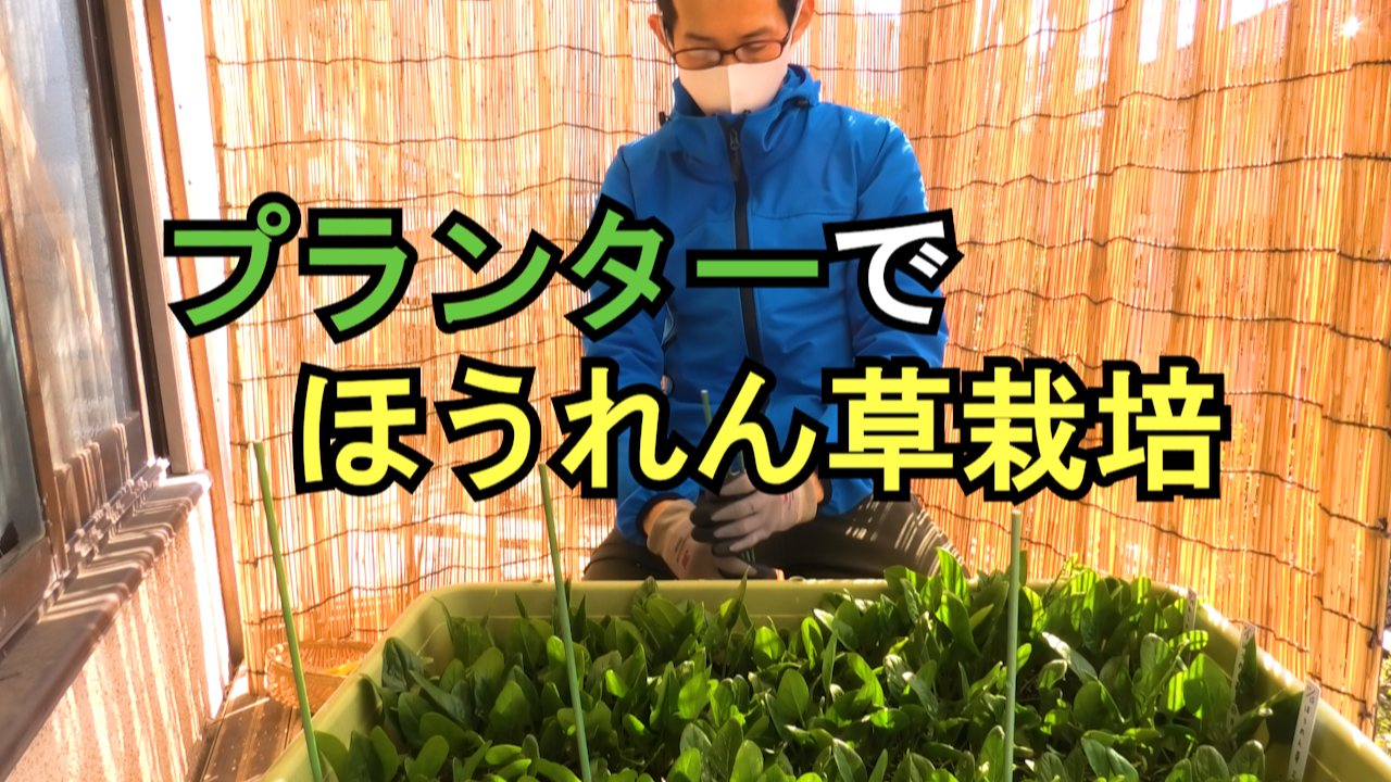 ちぢみほうれん草の育て方 冬の家庭菜園におすすめ野菜のちぢみほうれん草とは？家庭菜園の仲達と家庭野菜宣言