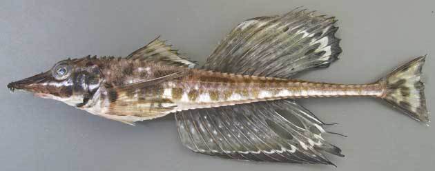 珍しい個体が好きな方にオススメ！ ヒレナガ孔雀錦鯉セミショートボディ 2022.5 25撮影 錦鯉と金魚を通販でも店頭でも！千葉県のショップです