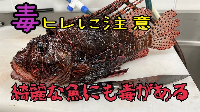 ☆現物出品☆ 紅帝リアルロングフィンメダカ 綺麗 かわいい RLF 赤い ヒレ長