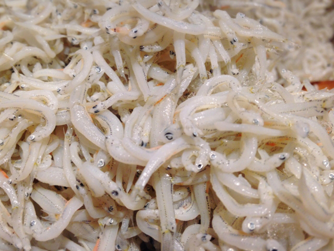 しらす 釜上げしらす 食塩不使用 パラパラしらす 80g イワシ稚魚 愛媛県産 : 冷凍食品 専門 ファディ 公式ヤフー店 - 通販 -Yahoo!ショッピング