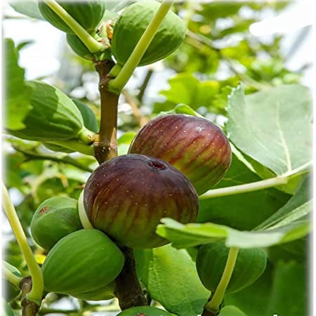 イチジク密植栽培滝沢郷の日々