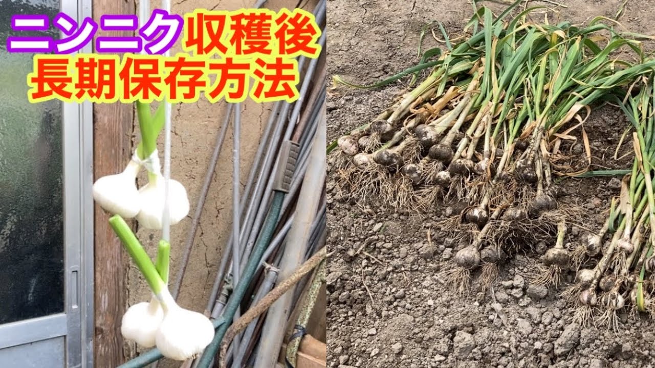 ニンニク 乾燥と根切りがポイント！？収穫後の長期保存方法について - アタマの中は花畑