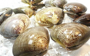 千葉県九十九里浜産活ハマグリ 保存方法・美味しいお召し上がり方貝類tasty meal