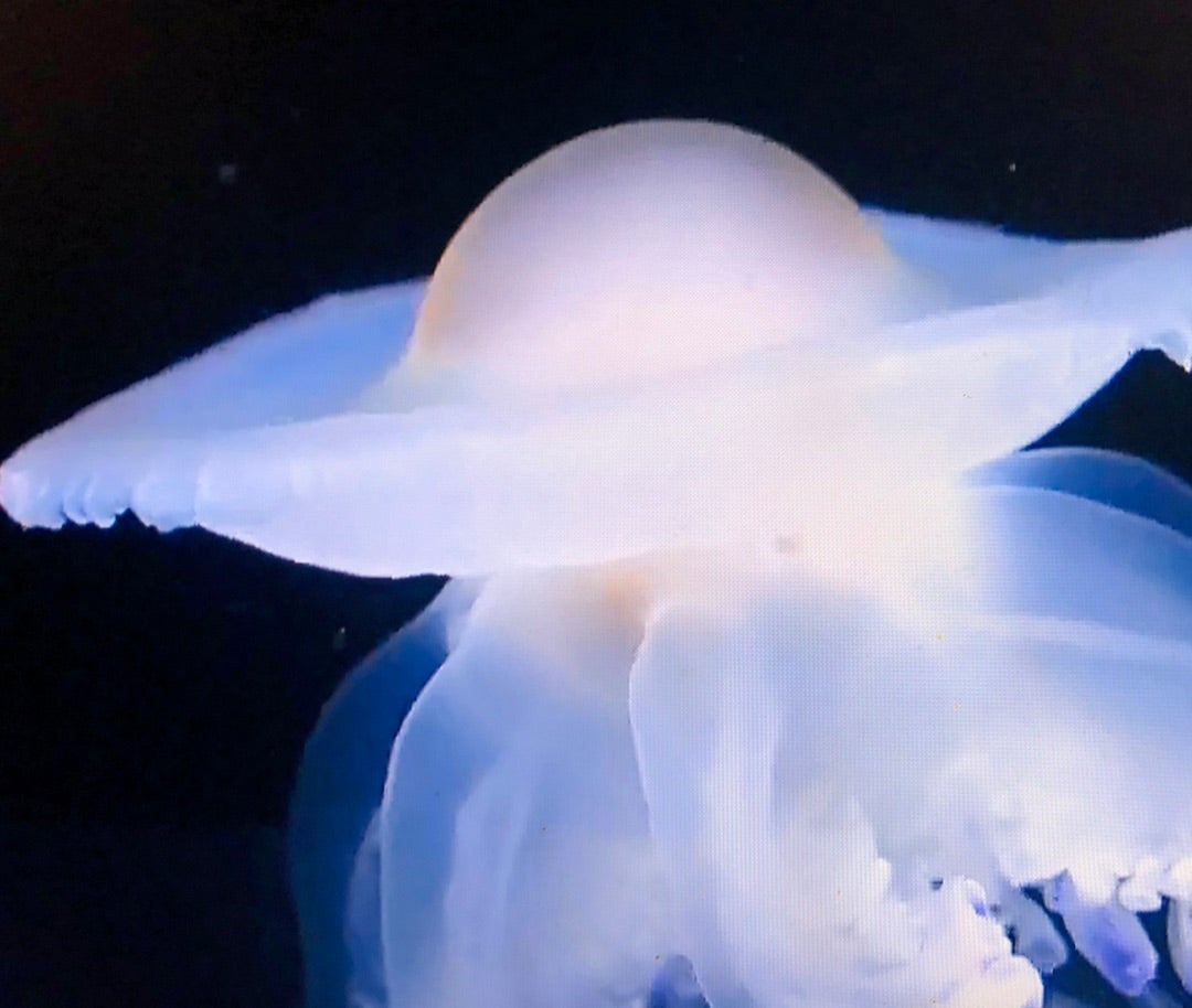 目玉焼きクラゲえのすいトリーター日誌新江ノ島水族館