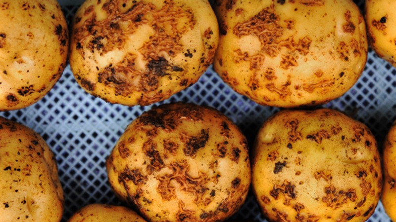 ジャガイモ 害虫ジャガイモ栽培.com