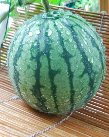 スイカは「冷凍保存」するのが正解。1玉を躊躇せずに購入できるようになったよROOMIE ルーミー