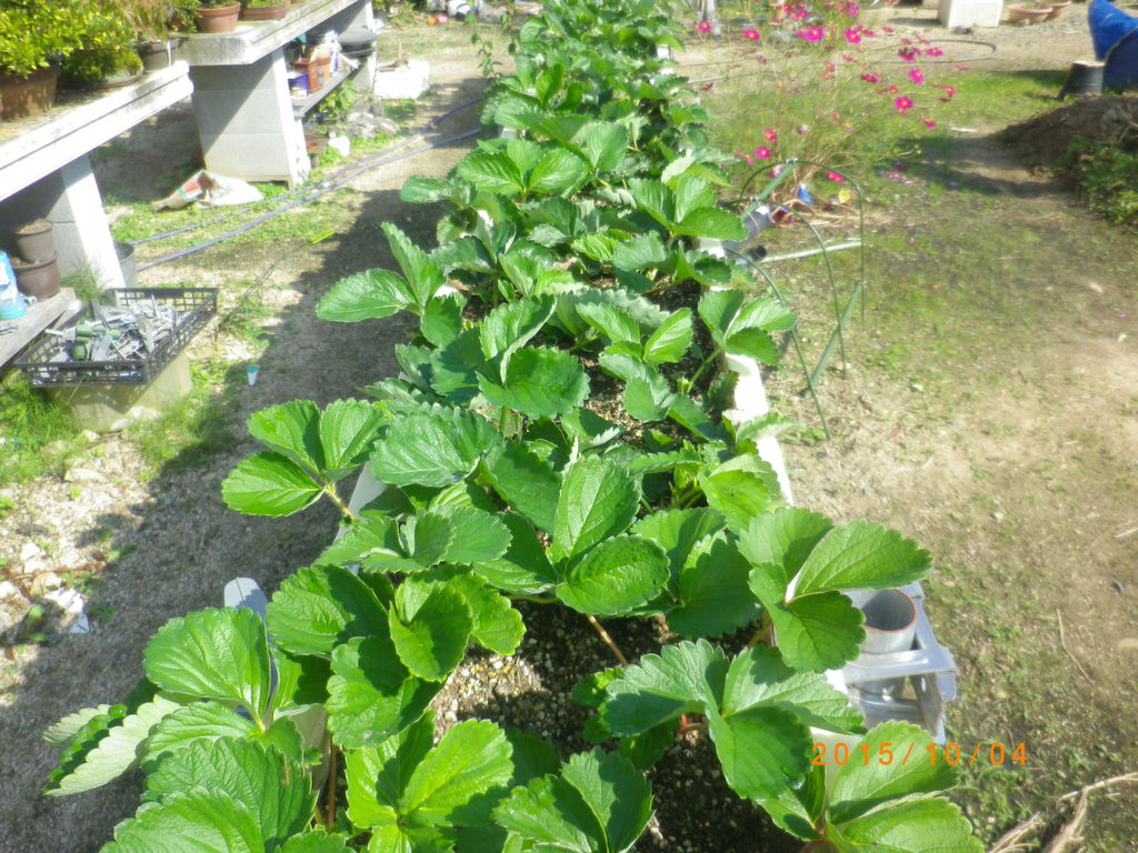 苺の苗、脇芽取りの難しさよみはなブログ〜ベランダガーデニングとハンドメイド日記