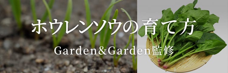 ちぢみほうれん草の育て方 冬の家庭菜園におすすめ野菜のちぢみほうれん草とは？家庭菜園の仲達と家庭野菜宣言