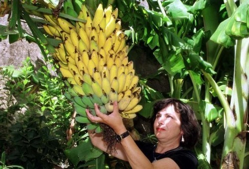 ビタミンC豊富、安心・安全！ブラジルバナナ １kg