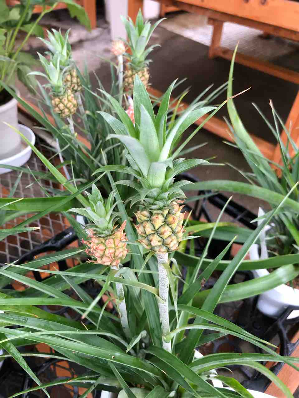 小さいパイナップルについて徹底解説！甘みが強く柔らかいパインとはパッパ パイナップル