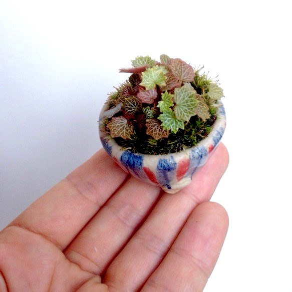 多肉植物とまめ盆栽の専門店1000's BASE＊ 毎度っ！番頭さんです。 本日営業日です。 風強っ🌪️cactussucculentcaudexbotanicalplantseuphorbiaecheveriabonsaiサボテンエケベリアユーフォルビアコーデックスInstagram